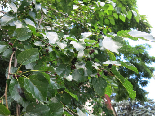 Photo of a mulberry tree with ripe berries on it.